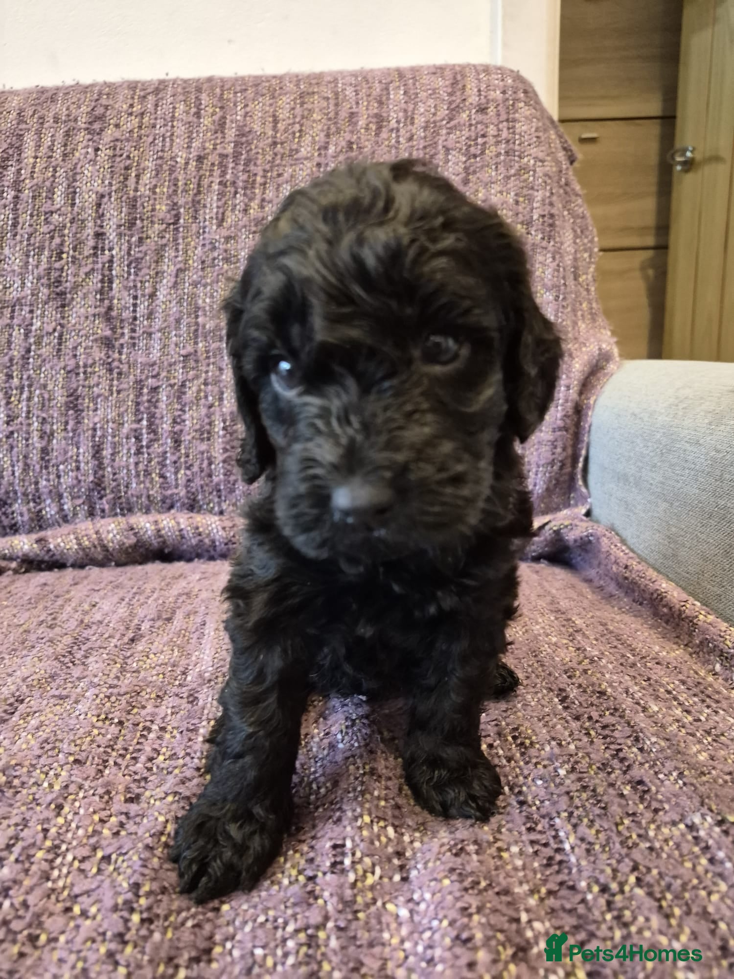 Cockapoo dogs Cockapoos puppies for sale  - Advert 1