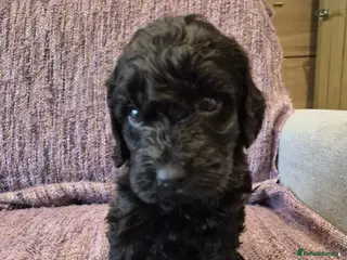 Cockapoo dogs Cockapoos puppies for sale - Advert 1