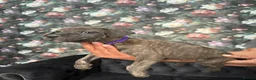 Staffordshire Bull Terrier dogs for sale: Staffordshire bullterrier puppies  in Birmingham - Advert 18
