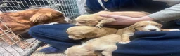 Cocker Spaniel dogs for sale: Beautiful Family Red and Lemon Cocker Spaniel Pups - Advert 7