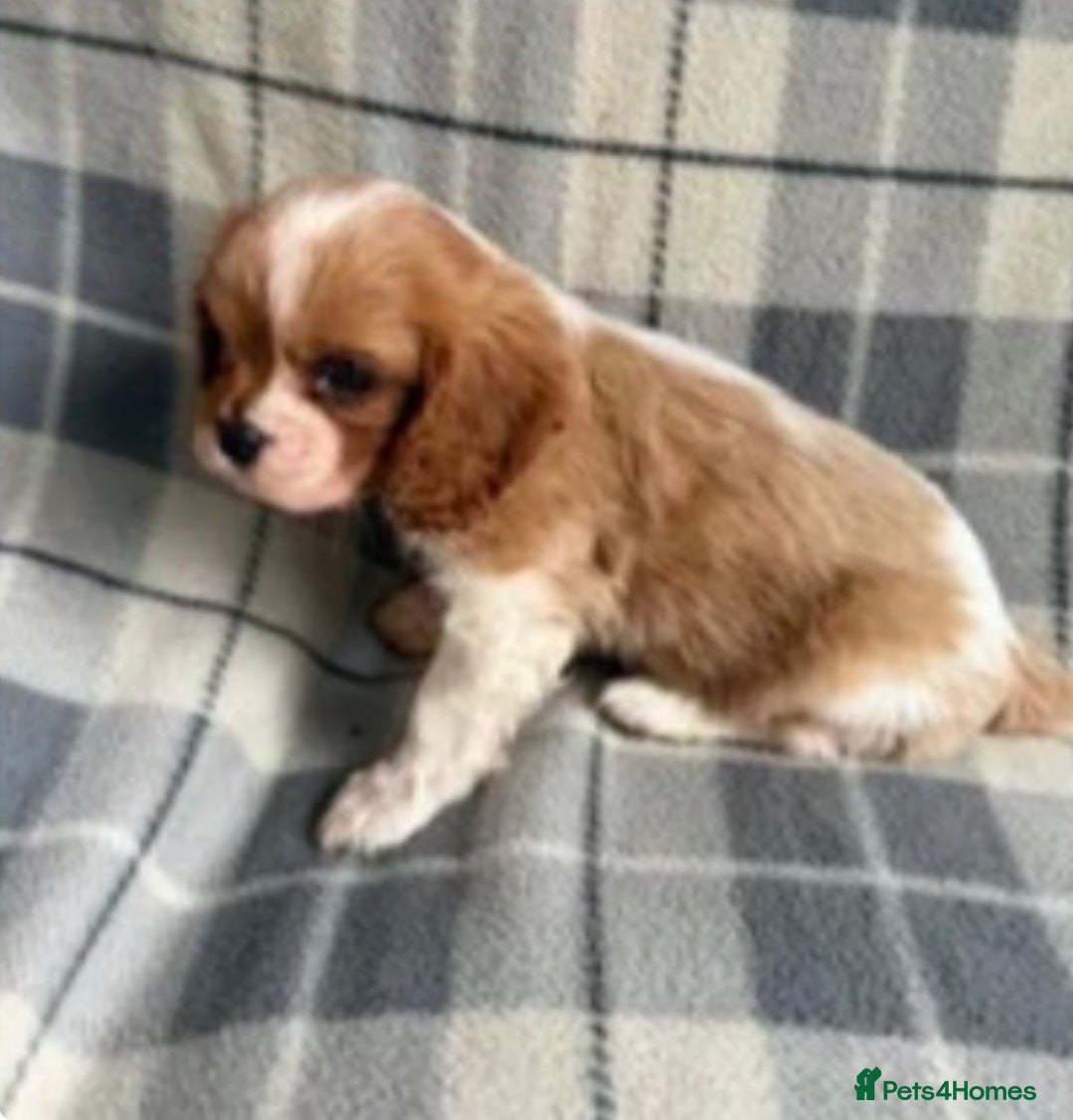 Cavalier King Charles Spaniel dogs for sale: Beautiful little boy Cavalier King Charles  - Advert 8