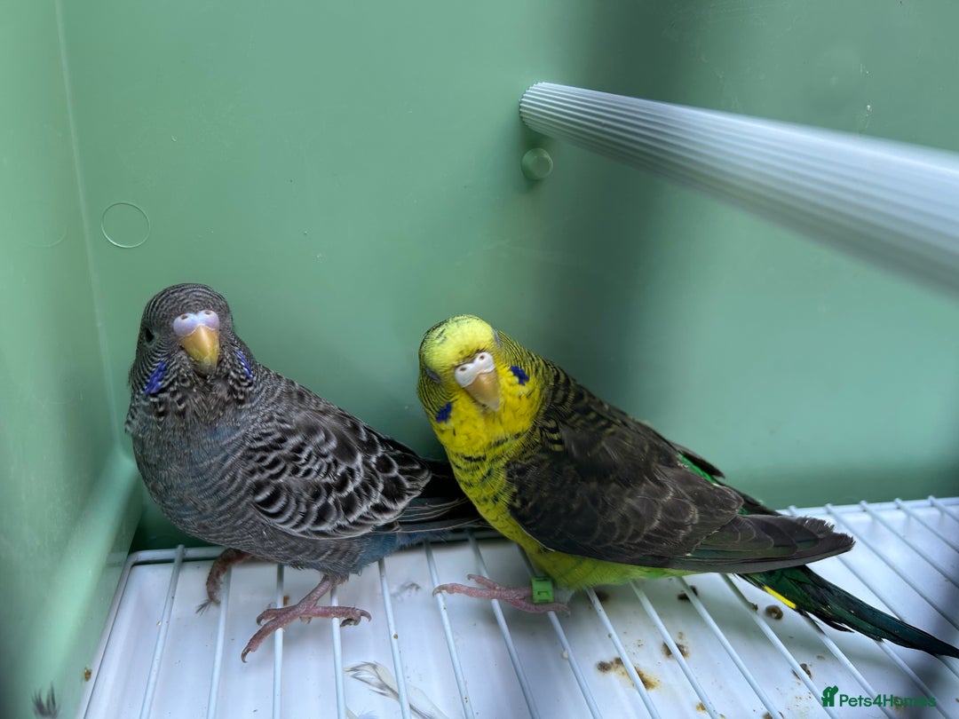 Budgerigars birds for sale: Black face and black wing pairs for sale - Advert 8