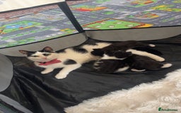 Domestic Shorthair cats for sale: Domestic short hair kitten  - Image 5