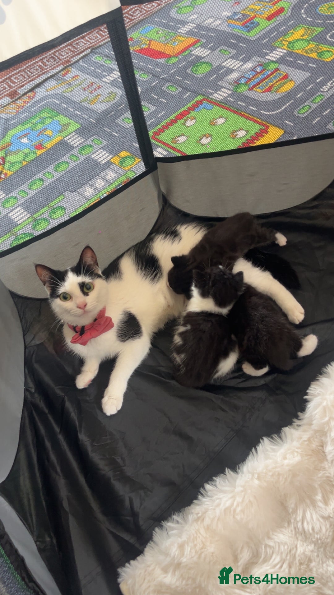 Domestic Shorthair cats for sale: Domestic short hair kitten  - Image 5