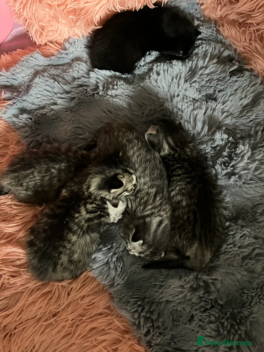 Russian Blue cats for sale: Silver and black tabby kittens  - Advert 4