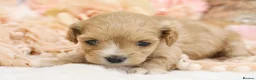 Cavapoo dogs for sale: Health Tested Cavapoos by Licensed Breeder - Advert 5