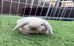 Mini Lop rabbits for sale: 2 PUREBRED MINI LOPS LEFT - Image 8