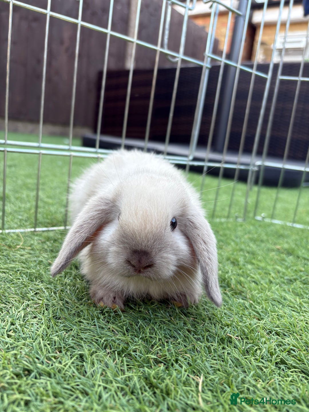 Mini Lop rabbits for sale: 2 PUREBRED MINI LOPS LEFT - Image 8