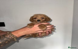 Cockapoo dogs for sale: cockapoo puppies  - Image 6