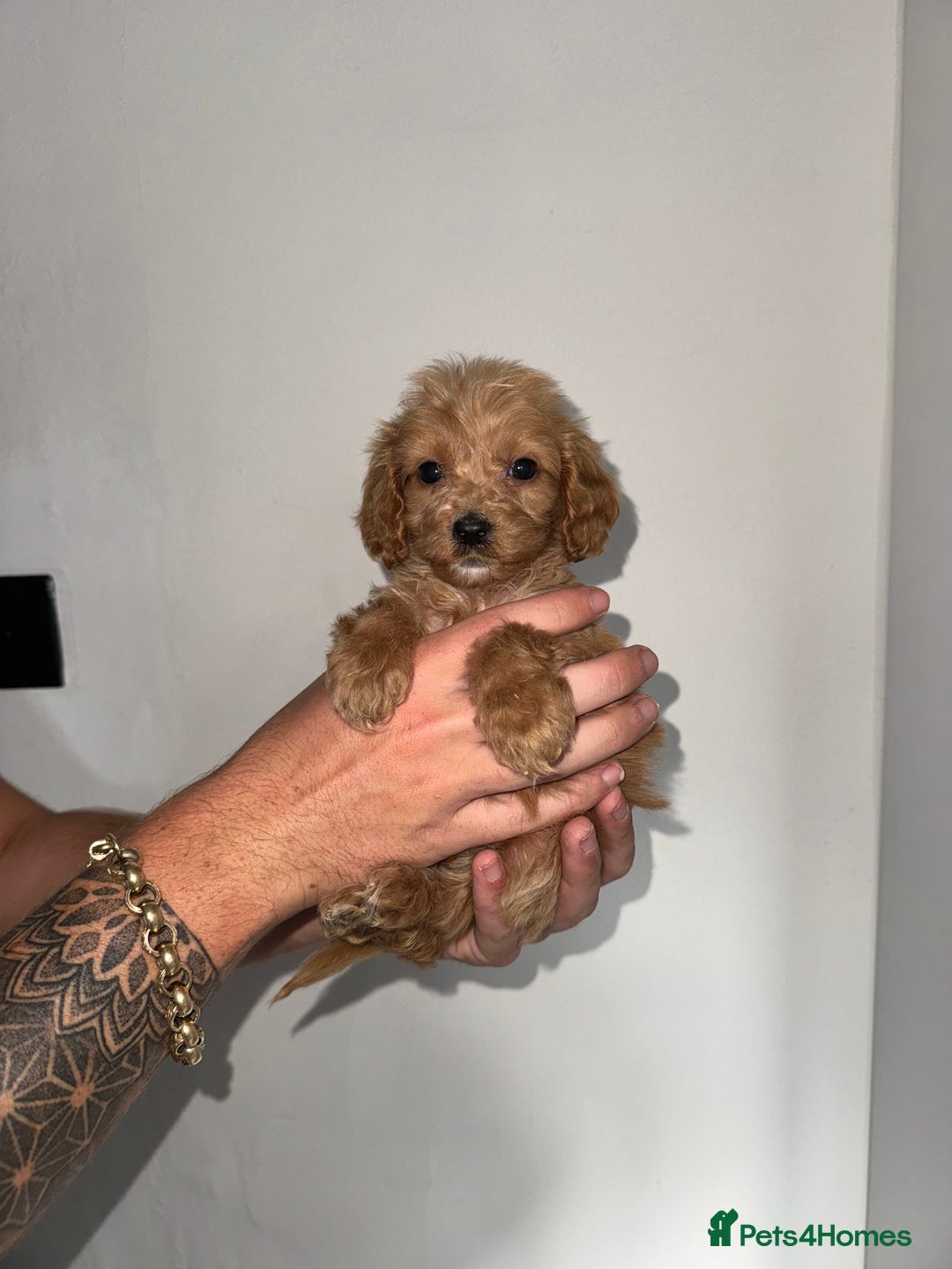 Cockapoo dogs for sale: cockapoo puppies  - Image 6
