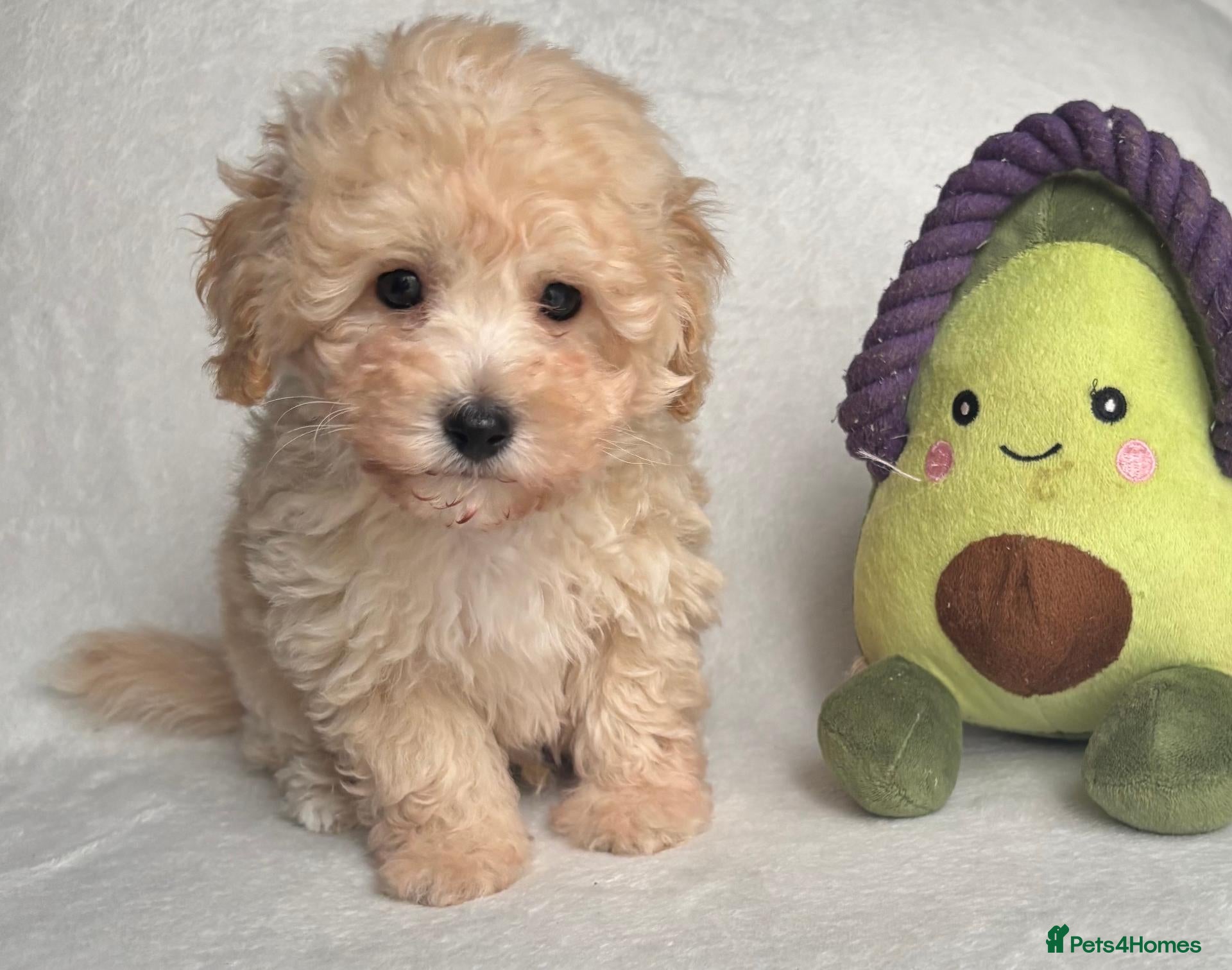 Toy Poodle dogs Asian Fusion - Advert 1
