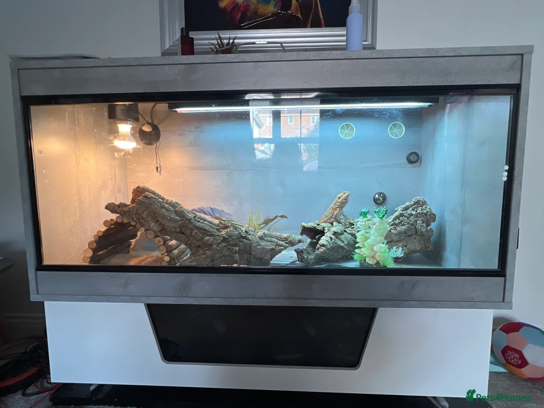 Bearded Dragon reptiles for sale: Bearded Dragon in Barry - Advert 2