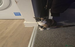 Mixed Breed cats for sale: Two female kittens that need a new home (together) - Advert 2