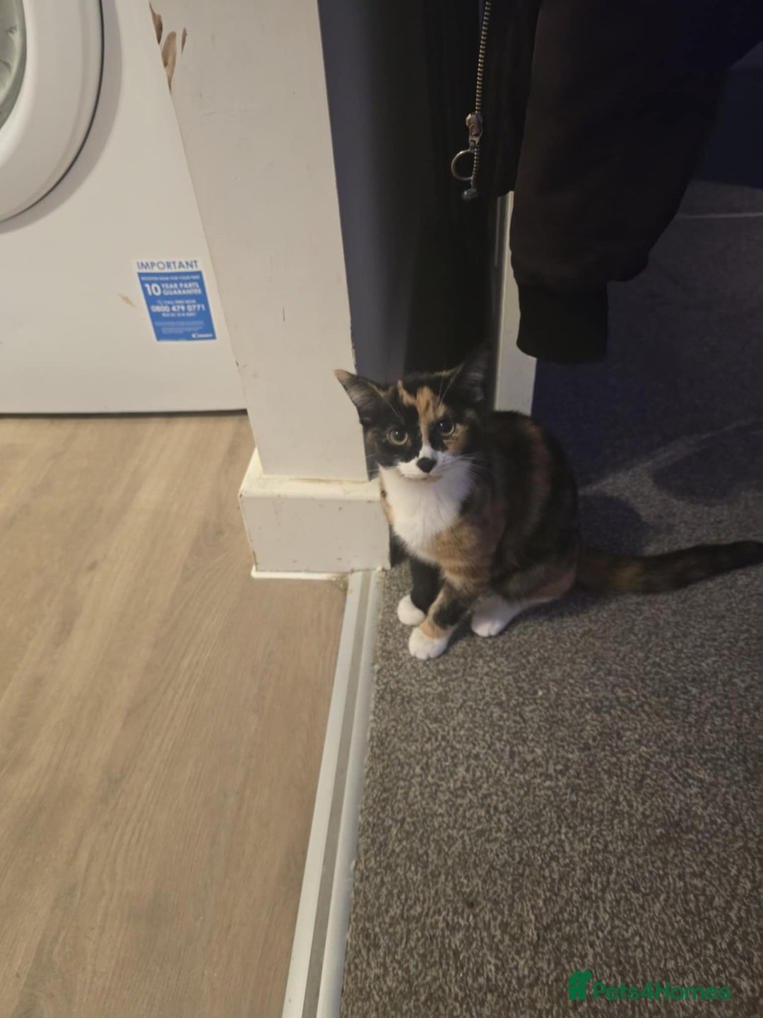 Mixed Breed cats for sale: Two female kittens that need a new home (together) - Advert 2