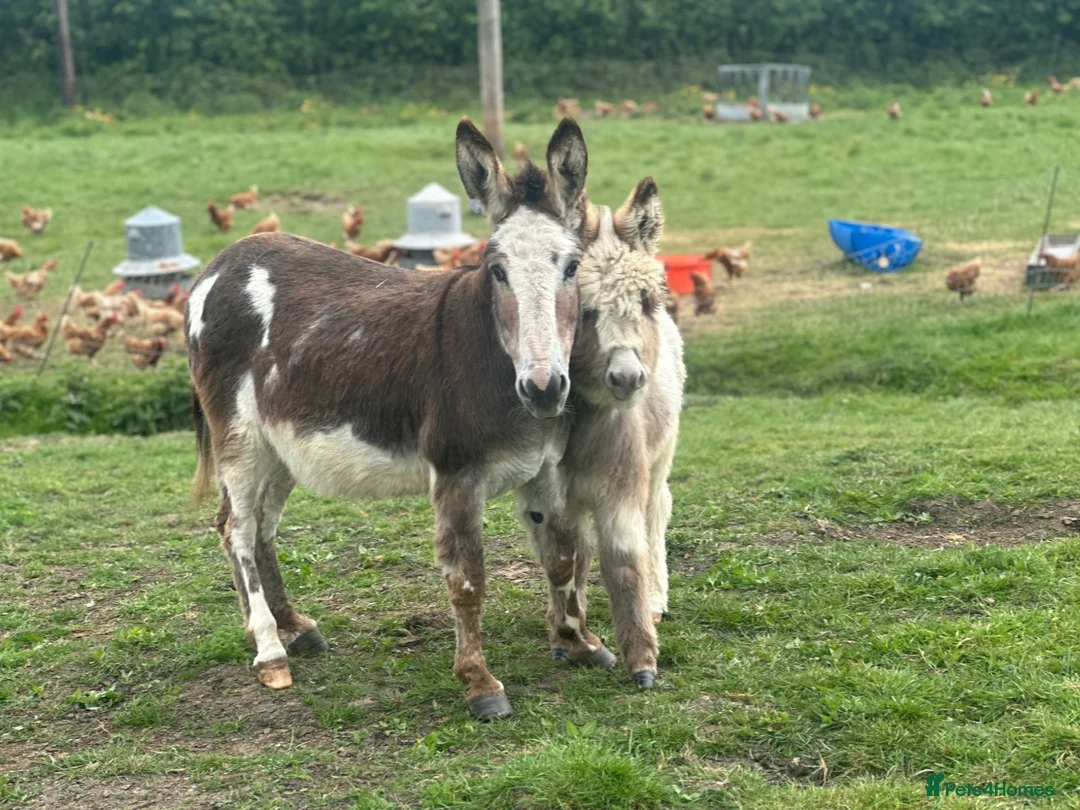 Donkey livestock for sale: STANDARD JENNY FOAL FOR SALE  - Advert 7