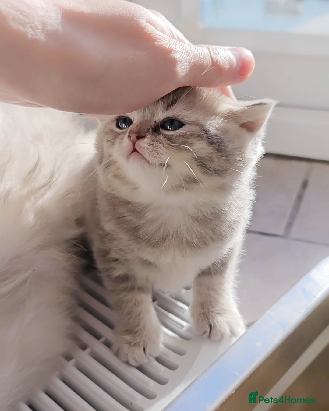 British Shorthair cats for sale: Adorable Kittens Ready For New Home - Advert 3