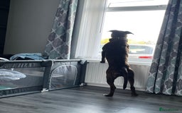 Mixed Breed dogs for sale: Cane corso cross bullmastiff male - Image 8