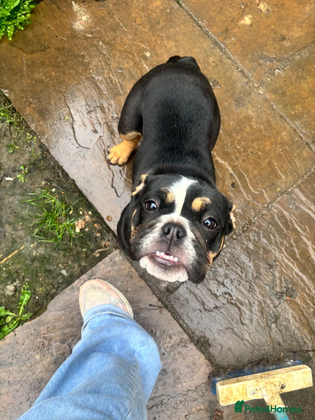 English Bulldog dogs for sale: Beautiful sweet girl available - Advert 2