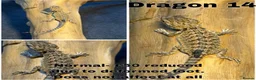 Bearded Dragon reptiles for sale: Bearded Dragons Ready To Reserve - Advert 14