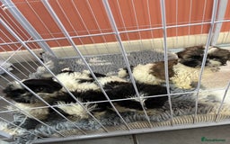 Shih Tzu dogs for sale: Shihtzu pups - Image 9