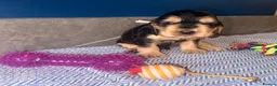 Cocker Spaniel dogs for sale: KC registered Black & Tan Sable Boy 🩵 - Advert 10