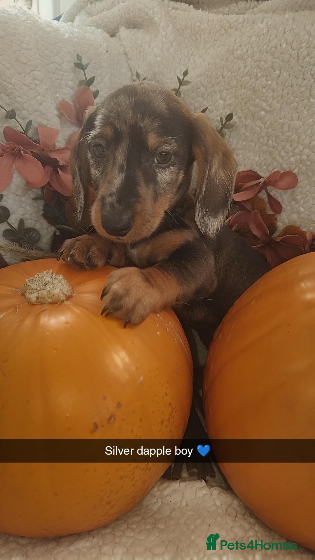Dachshund dogs for sale: Wired haired dachshund  - Advert 3