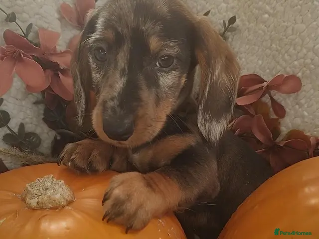 Dachshund dogs for sale: Wired haired dachshund - Advert 3