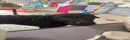 Mixed Breed dogs for sale: Looking for forever home 🏡  - Advert 3