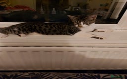 Maine Coon cats for sale: Maine coon x sphynx kittens - Image 9