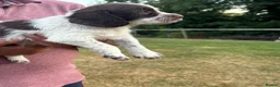 English Springer Spaniel dogs for sale: English springer spaniel puppies for sale  in Abergele - Advert 13