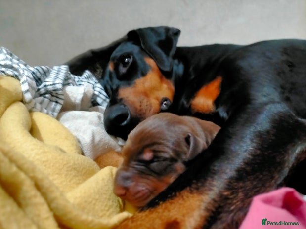 Dobermann dogs - Advert 7