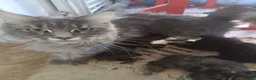 Maine Coon cats for sale: Black smoked PANTHERS!! 😍 - Advert 4