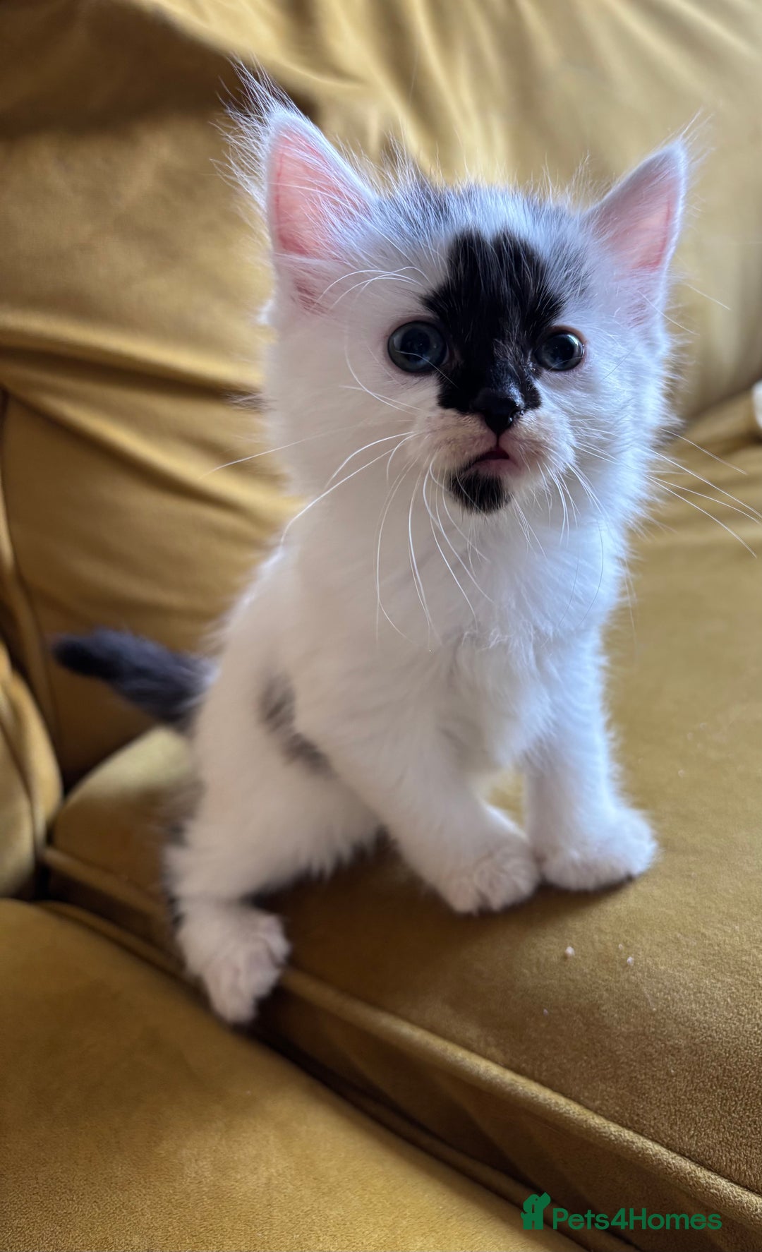 Mixed Breed cats for sale: Last Beautiful Kitten looking for a new home - Image 15