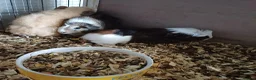 Mixed Breed rodents for sale: Baby boy and girls guinea pigs ready soon - Advert 7