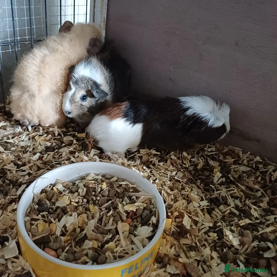 Mixed Breed rodents for sale: Baby boy and girls guinea pigs ready soon - Advert 7