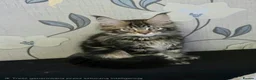 Maine Coon cats for sale: Tested SMA,PK,HCM,boy and girls.Maine Coon Kittens - Advert 9