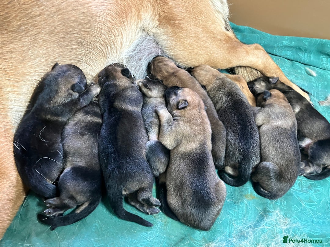German Shepherd dogs for sale: GSD German Shepherd x Australian kelpie protector - Image 2