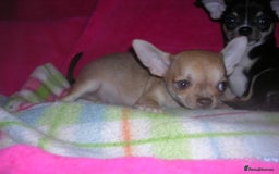 Chihuahua dogs for sale: Pedigree Chihuahua puppies - Image 7