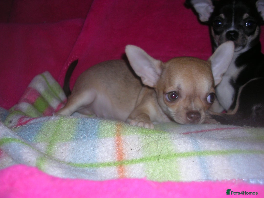 Chihuahua dogs for sale: Pedigree Chihuahua puppies - Image 7