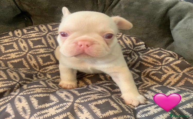 French Bulldog dogs - Advert 1