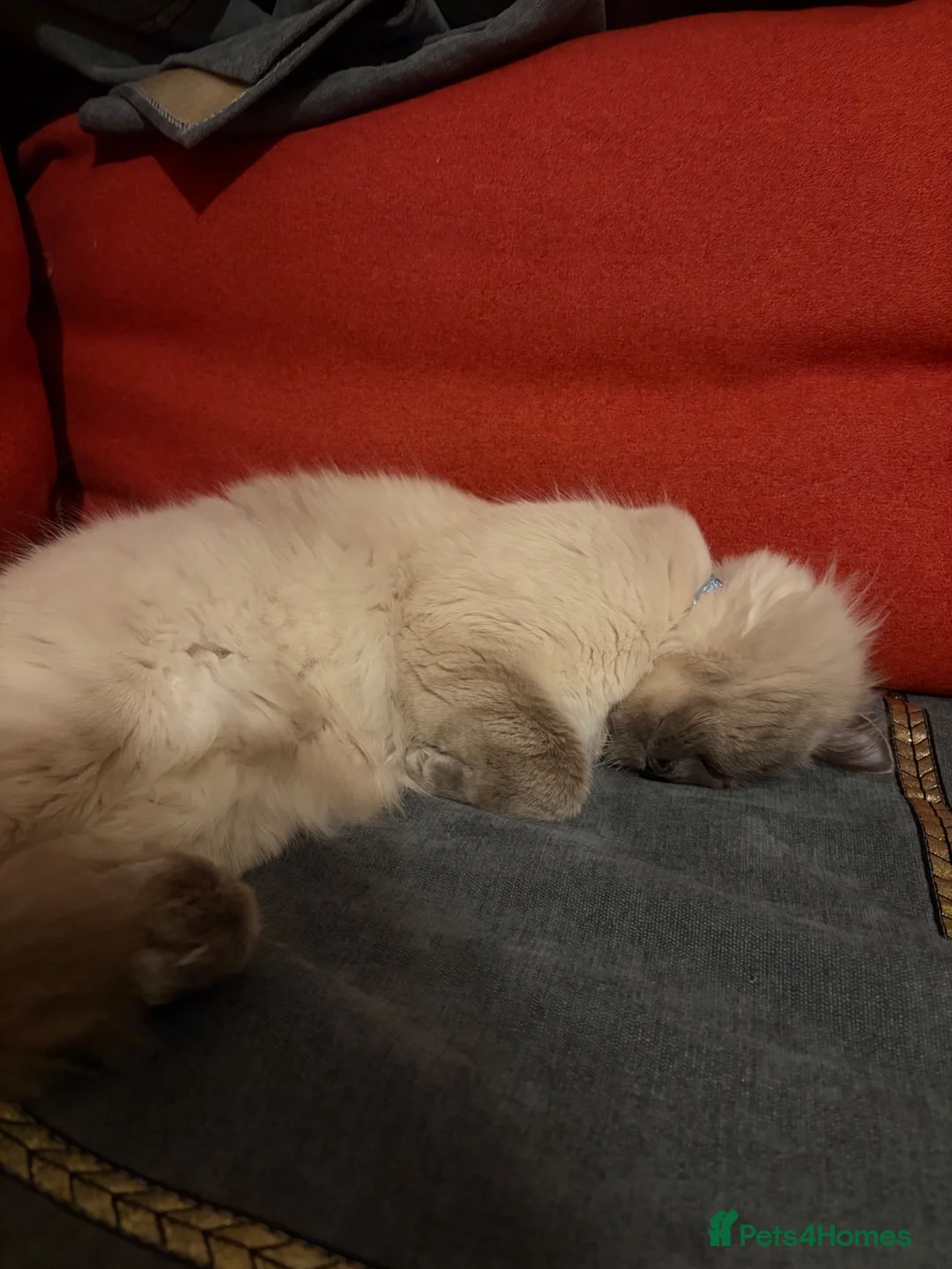 Ragdoll cats for sale: Loki updated  - Advert 12