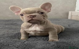 French Bulldog dogs for sale: Prada tiny Kc female new shade Isabella  - Image 11