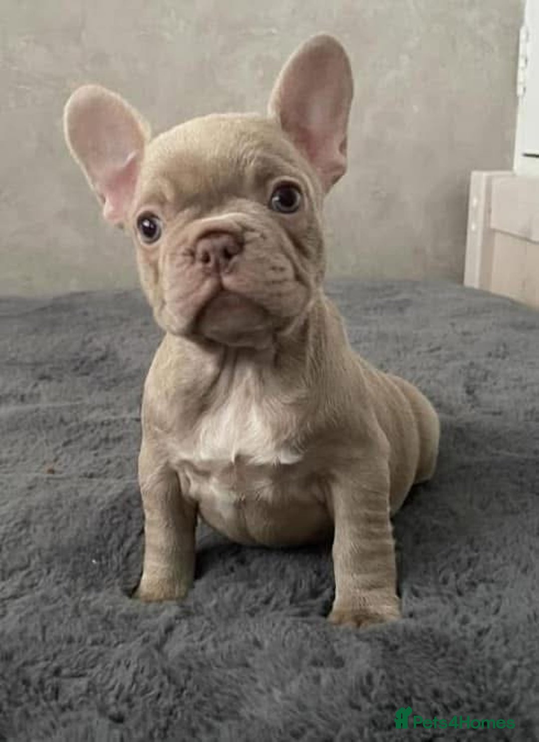 French Bulldog dogs for sale: Prada tiny Kc female new shade Isabella  - Image 11