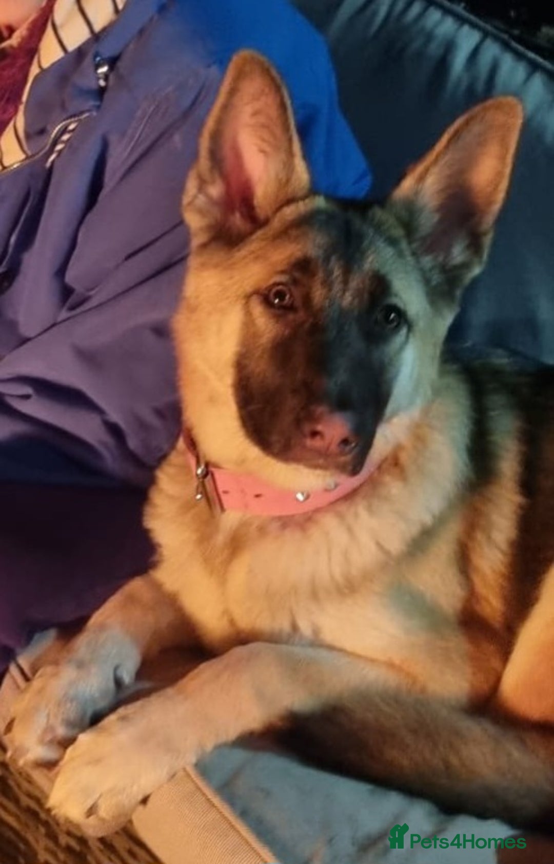 German Shepherd dogs for sale: German shepherd  - Image 1
