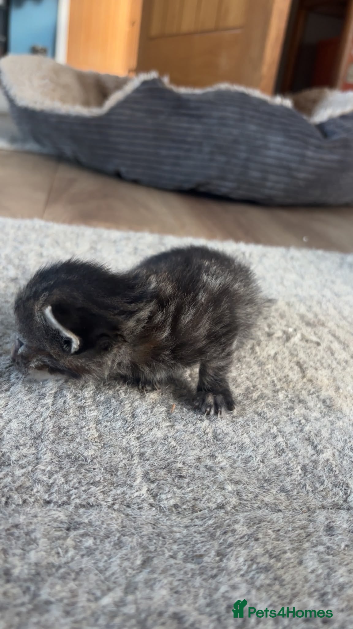 Mixed Breed cats for sale: Gorgeous tri coloured kittens - Advert 12