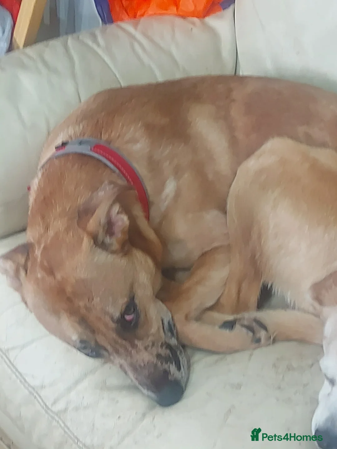 Mixed Breed dogs for sale: Cross german Shepherd  - Advert 2