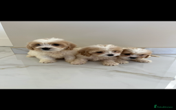 Cavapoo dogs for sale: Stunning Blenheim F1 Cavapoo’s puppies  - Image 9