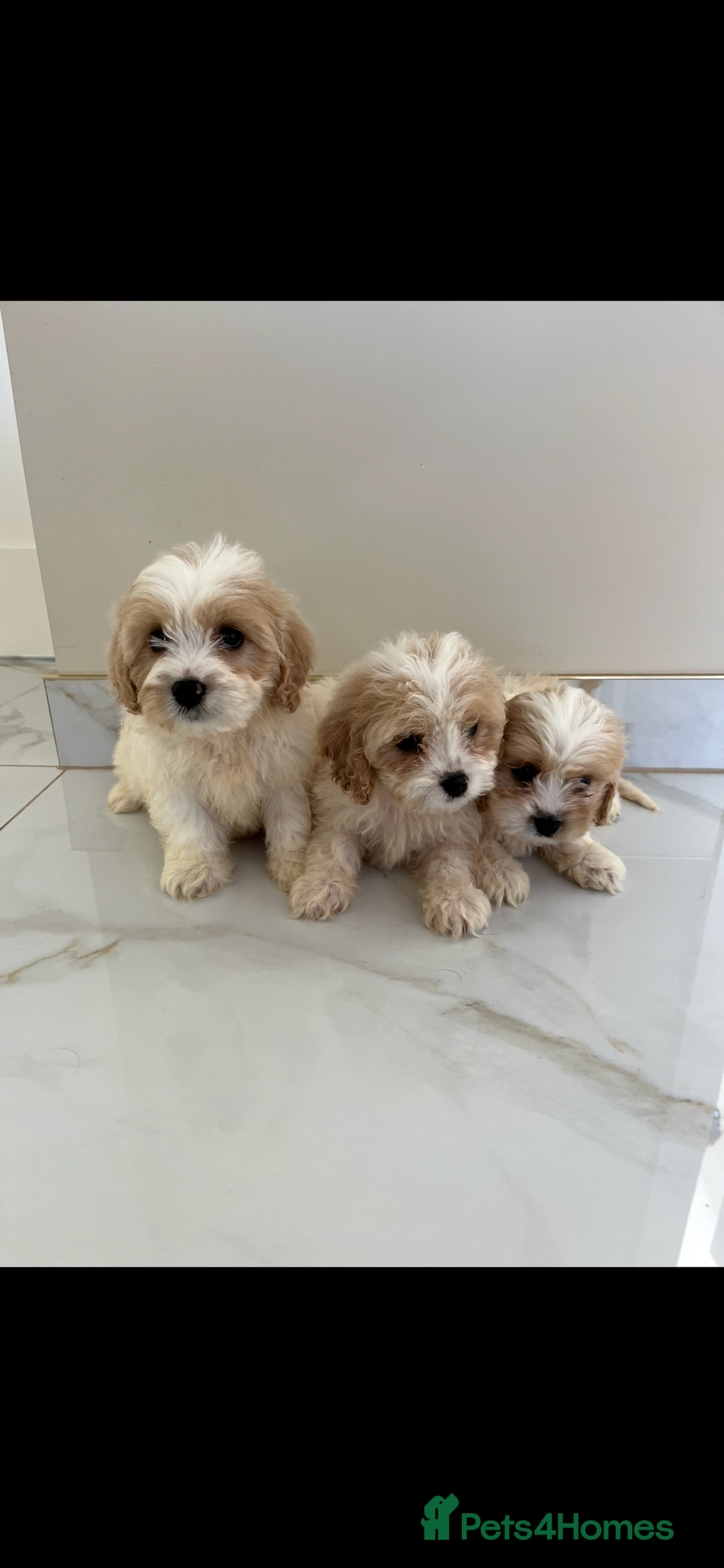 Cavapoo dogs for sale: Stunning Blenheim F1 Cavapoo’s puppies  - Image 9