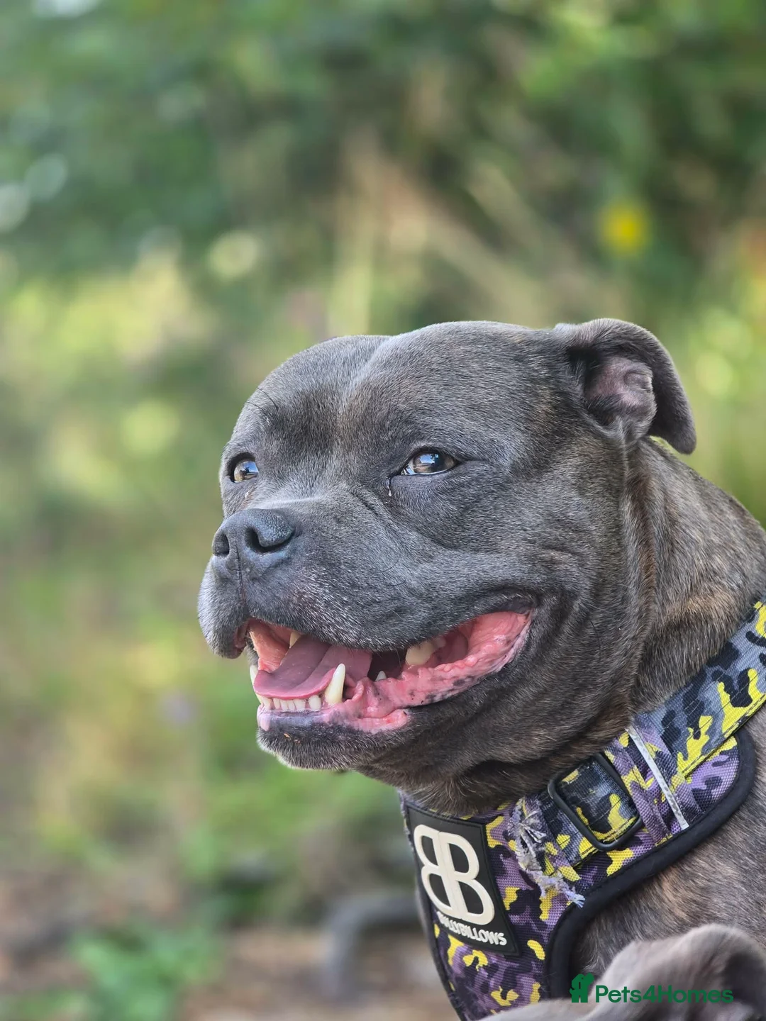 Gallery Image {{count}}