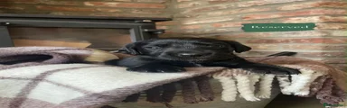 Cockerdor 1